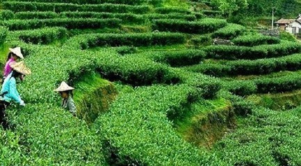 安溪鐵觀音如何施肥?