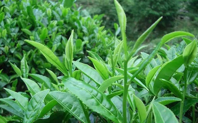 安溪攻略:獨享幽靜的山水森林