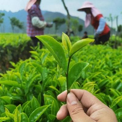 鐵觀音的價格之謎:100元一斤與1000元一斤的區別
