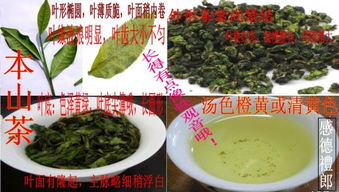 安溪鐵觀音與烏龍茶的外形顏色區(qū)別