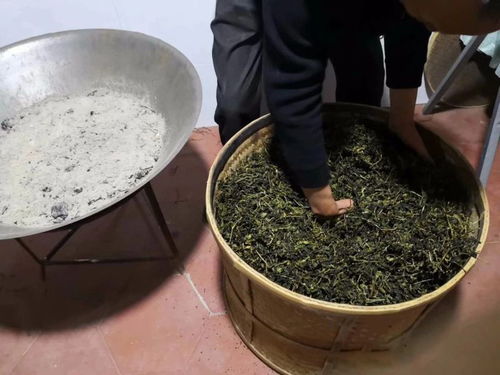 揭秘安溪鐵觀音的初制工藝